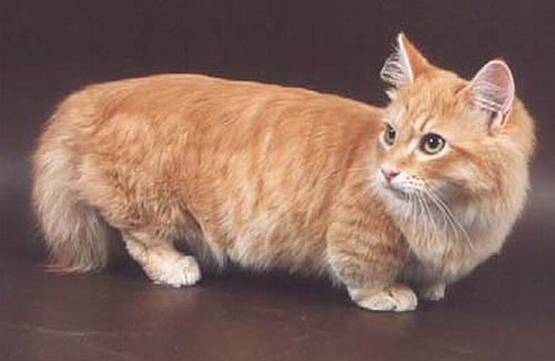 munchkin cat adult