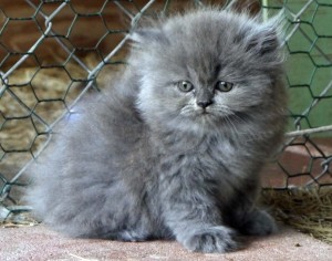 grey kitten Amy